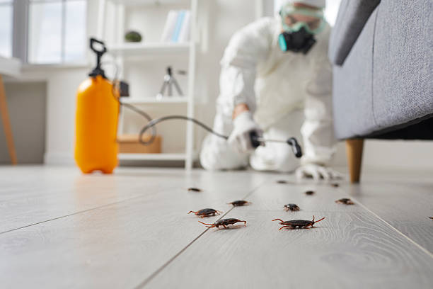 Commercial Rodent Management in Sidney